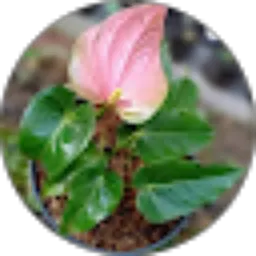 Review From Norma Wahidah