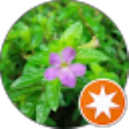 Review From Tamam Ajja