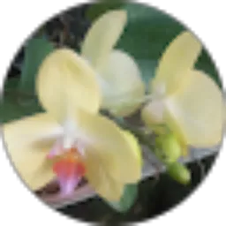Review From Alnis' Garden