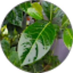 Review From CHERIL