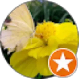 Review From Dwi AL