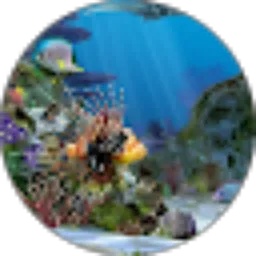 Review From mus taking
