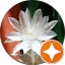Review From Ulie Sagsae