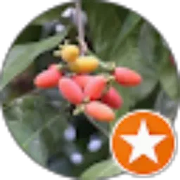 Review From Wisman