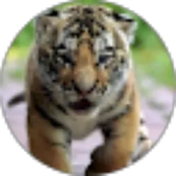 Review From Anake Macan