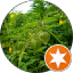 Review From Merayau Lamutan