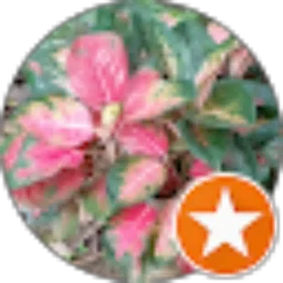 Review From Anita Trisna