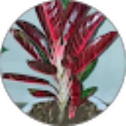 Review From Bunga BKBM