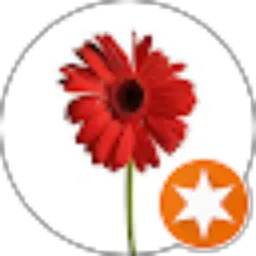 Review From Elwi