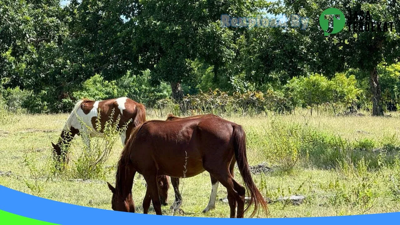 Gambar Sumba Rent Car di Sumba Barat, Nusa Tenggara Timur ke 2