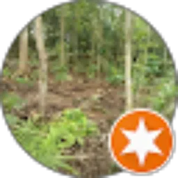 Review From Woko -