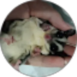 Review From Sugar Glider