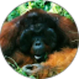 Review From Alexa Orangutan