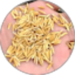 Review From Kastalani