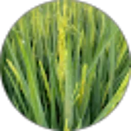 Review From Elfaz _zt