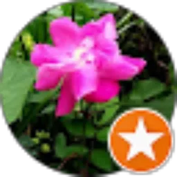 Review From Tika Bonita