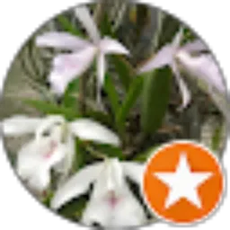 Review From Angrek Bura