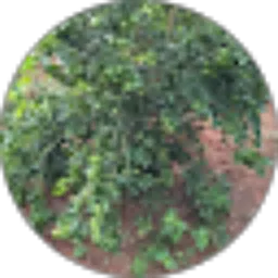 Review From Masudi Uje