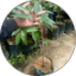 Review From primajaya plantationtbk