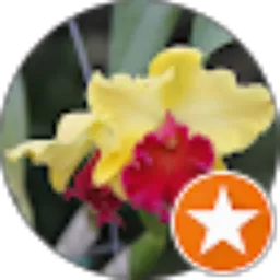 Review From Ananto