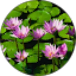 Review From nyomsn wikrama