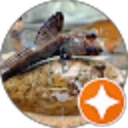 Review From luckman Pbun