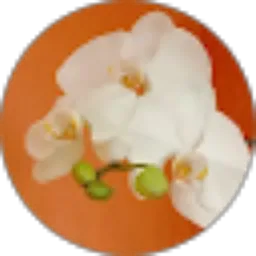 Review From Mian Ma