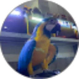 Review From Mia The Macaw