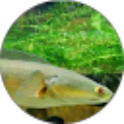 Review From River Fish