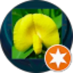Review From Chuan