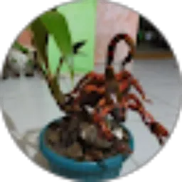 Review From azka bonsai