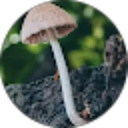 Review From Toplez