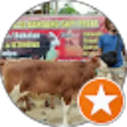 Review From Sapi Pedia Wonogiri
