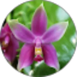 Review From Orchid