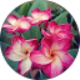 Review From Tut Septian