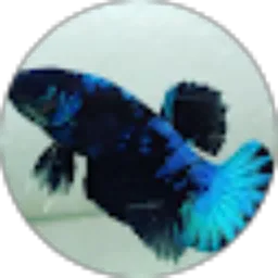 Review From CY 07 BETTA