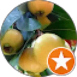 Review From A Setyawan (Jual Bibit Durian Super)
