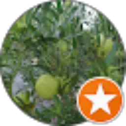 Review From A Kis