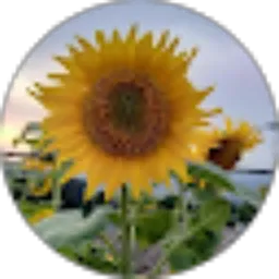Review From Renny Nie