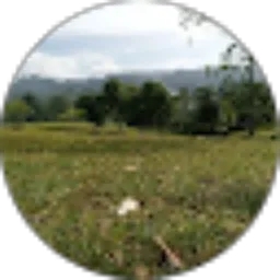 Review From Conn ukon