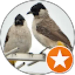 Review From Kutilang Bird