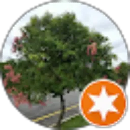 Review From Puty