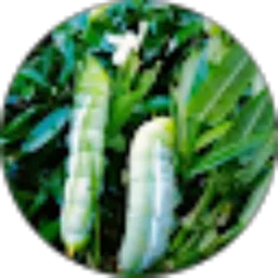 Review From NORMALINDO