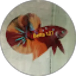 Review From Betta & Guppy D5 Jember