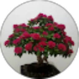 Review From Rizbon