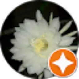 Review From Padange Rembulan