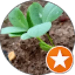 Review From Wahet Gaming