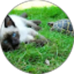 Review From TortleCat Music