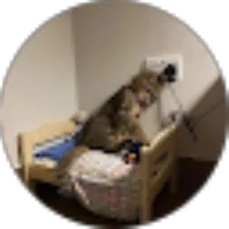 Review From Royal Zeyy