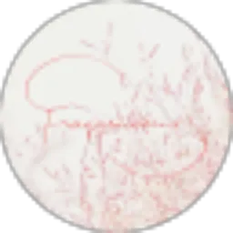 Review From Fragaria Sss